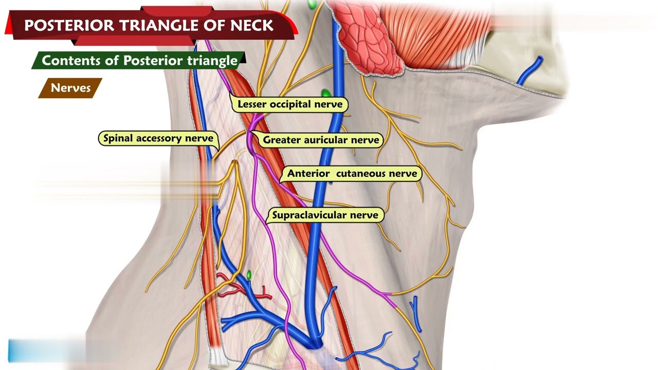 The Posterior Triangle of the Neck: Anatomy, Functions & Clinical Significance