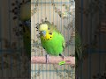 Happy Budgie Sounds Rbnbirds Budgies Parakeet Birds Parrot Pets Shorts 