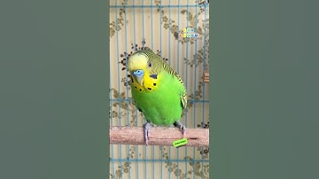 Happy budgie sounds #rbnbirds #budgies #parakeet #birds #parrot #pets #shorts