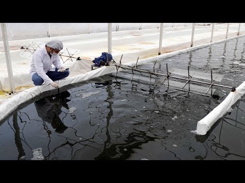 Video: Suşi Için Deniz Yosunu Nasıl Pişirilir