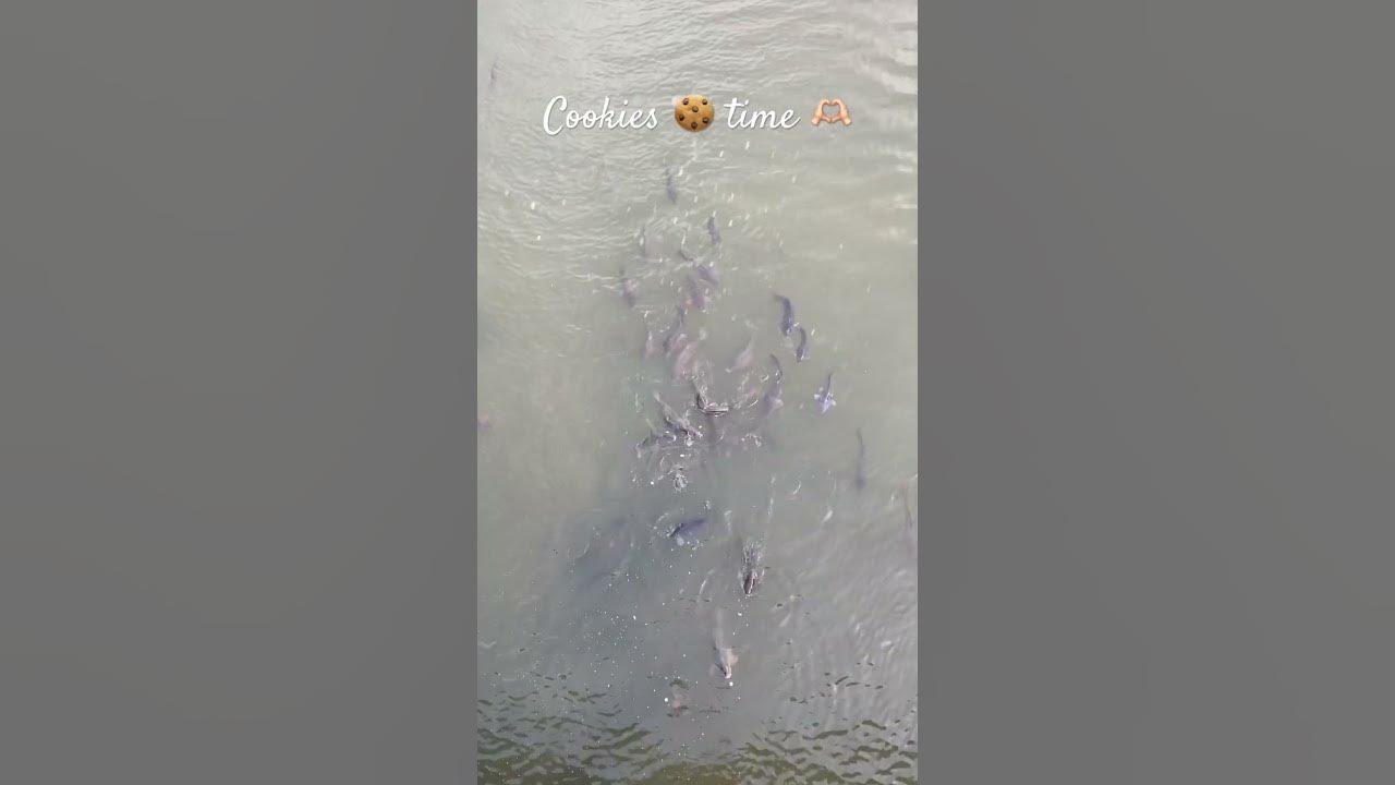 Let s Feed Fishes With Left Over Cookies Don t Waste Food Try To Feed let-s-feed-fishes-with-left-over-cookies-don-t-waste-food-try-to-feed