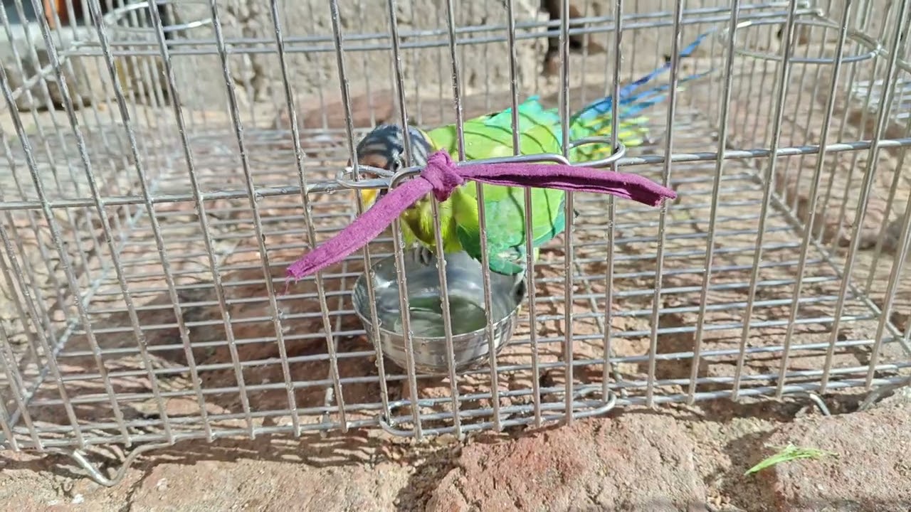 Parrots Bathing Together 🛁🦜 | Mulu Ringneck Parrot Cute Bath Time