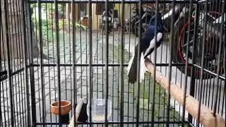 Kacer gacor isian rambatan paruh merah