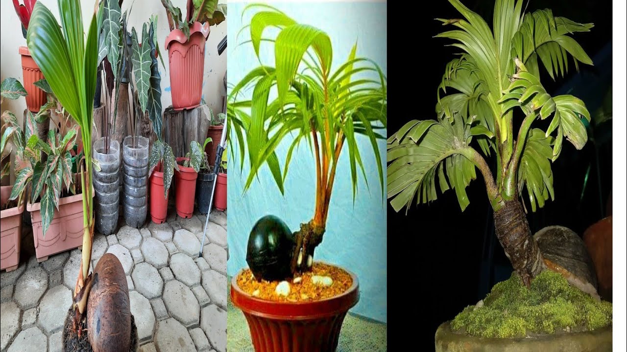 COCONUT BONSAI EASY TO PLANT YouTube