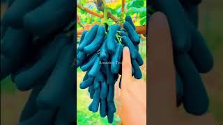 Plant This Beautiful Grape  satisfying short shot shortvideo shorts agriculture shortsfeed