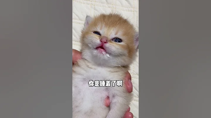【#麻蛋和醜醜】有隻小貓好像不行了嗚嗚嗚#貓咪的迷惑行為 #小奶喵 #它真的好像個小寶寶 #萌到爆炸了 - 天天要聞