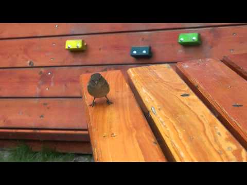 Sharing a little bit with a cute little bird