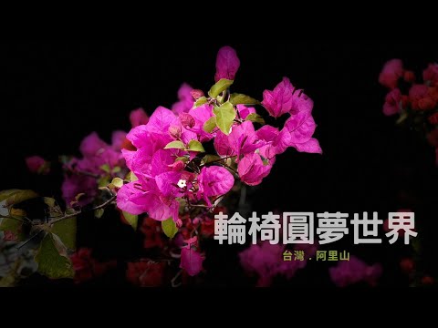 圓夢世界~台灣阿里山英迪格2024 Indigo Alishan