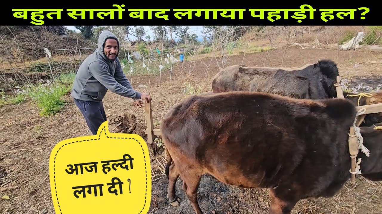 Спустя много лет я снова использую горный плуг 😍 Горное земледелие || Видеоблог о жизни в горах о...