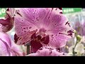 Орхидеи в Леруа Мерлен.