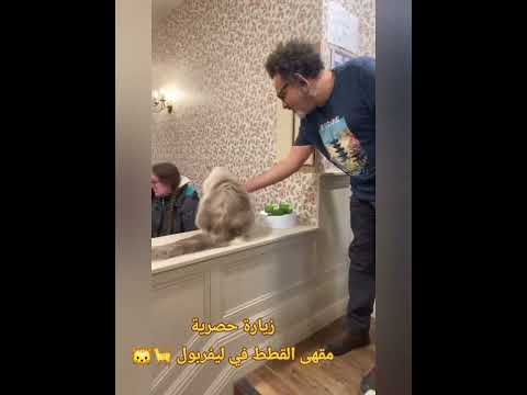 زيارة حصرية مقهى القطط في ليفربول