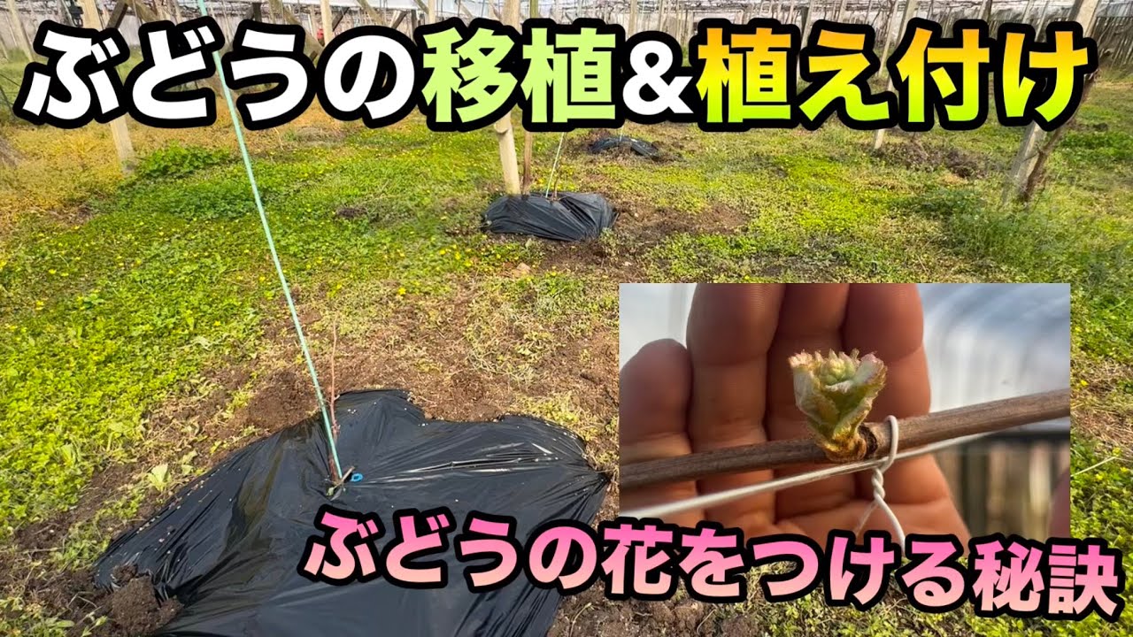 Grape Transplanting and Planting ~ For those who want to prevent