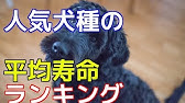 ランキング 犬種別 犬の平均寿命ランキング Youtube
