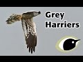 BTO Bird ID - Grey Harriers