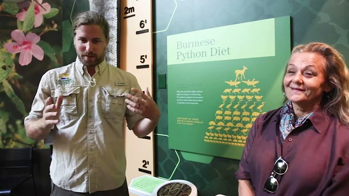 How they captured the largest Burmese python found in Florida