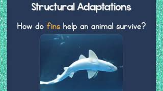 Adaptations PowerPoint Lesson