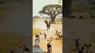 Elephant Saves Little Girl from Hyenas | #shorts