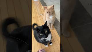 Cat Stares at Another Then Slaps It While Waiting for Treats