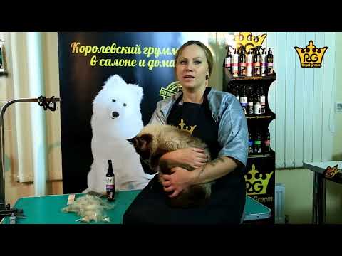Как вычесать колтуны у кошки – уход за длинной шерстью кошки. Royal Groom Объем и эластичность.