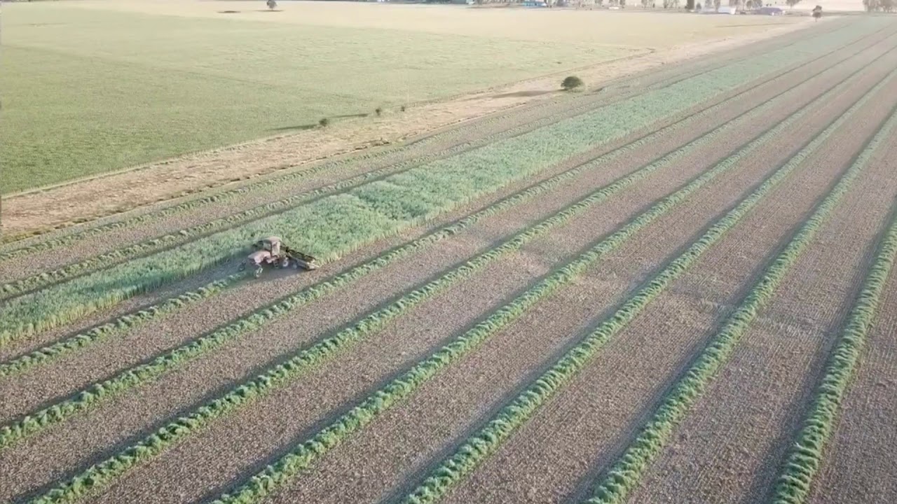 Brooks Contracting windrowing canola - YouTube