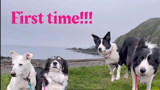 4 dogs go on Holidays … sheepdogs First time at the beach/sea