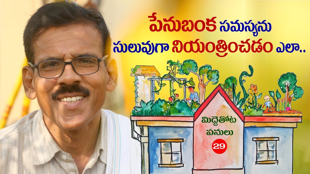 terrace gardens GrowYourOwnFood II How to get rid of Aphids naturally II పేనుబంక సమస్యను సులువుగా నియంత్రించడం ఎలా?