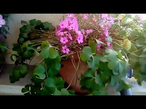 Βίντεο: Gelenium (51 φωτογραφίες): φύτευση και φροντίδα λουλουδιών στο ύπαιθρο, ποώδη φυτά Gelenium Hupa και υβριδικές ποικιλίες, περιγραφή κίτρινων ειδών και ποικιλιών 