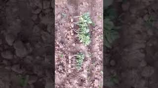 AminoA in furrow treatment on Organic Potatoes