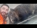 ΚΥΝΗΓΙ ΑΓΡΙΟΧΟΙΡΟΥ WILDBOAR HUNTING DOMUZ AVI caccia  cinghiale chasse sanglier Wildschweinjagd no8