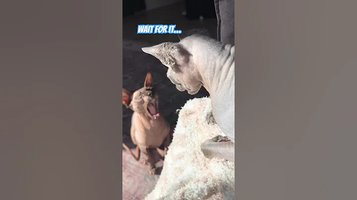 Video 2954861: sphynx cat ear, cat sphynxcats funny
