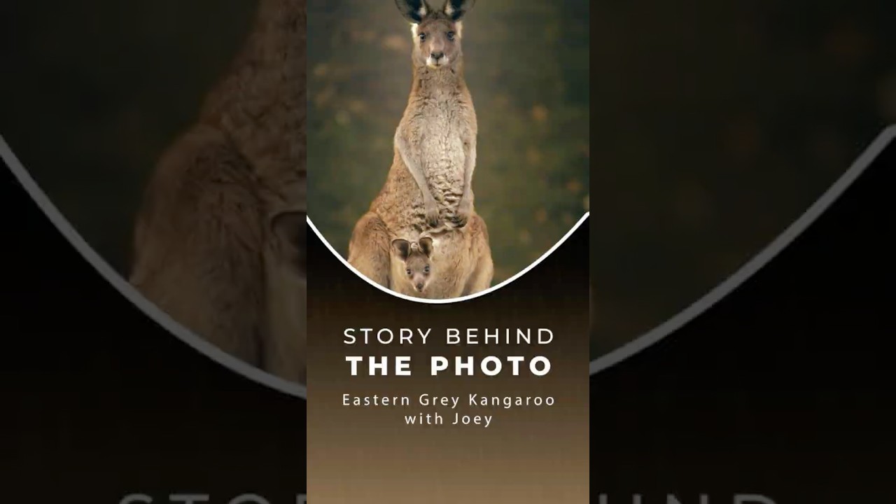 Story behind the photo - Eastern Grey Kangaroo with Joey