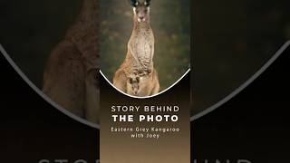 Story behind the photo - Eastern Grey Kangaroo with Joey