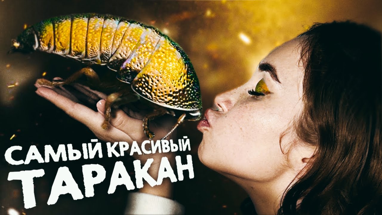 Почему тараканы отличные питомцы, которых не стоит бояться? Содержание самого красивого вида дома