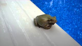 FROG MATING CALL