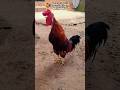 "🐓கோழிக்கு விக்கல்” 😆 # villageLife #FunnyChicken  #kozhi_koothugal #shortsvideo