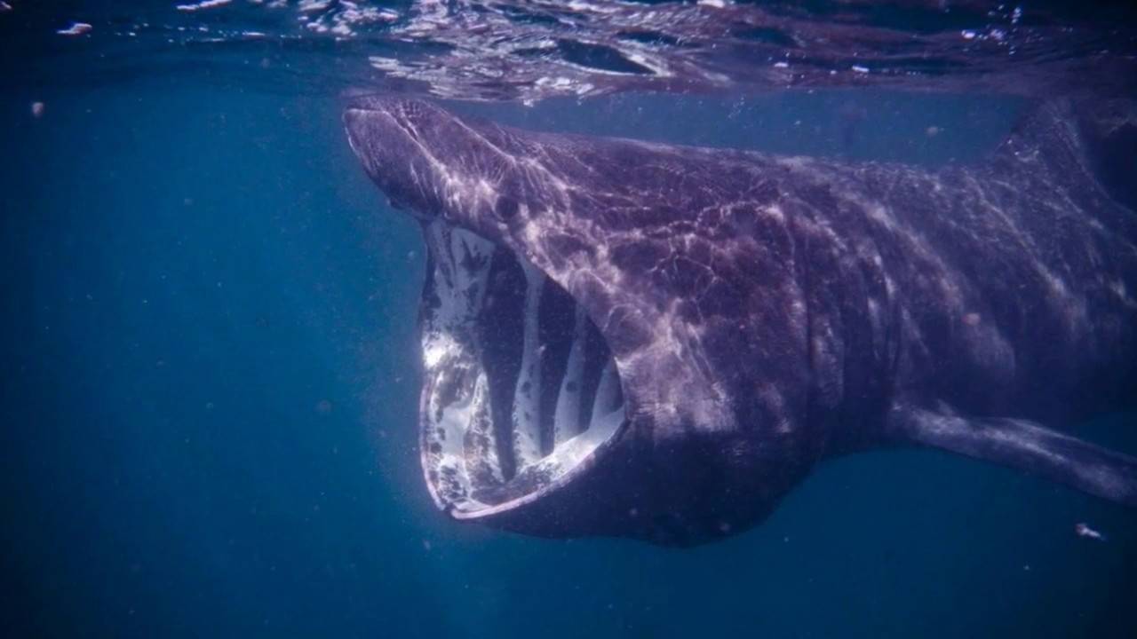 camera iphone 8 plus apk 14 Really Scary looking Animals You'd Never Believe are Harmless