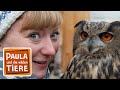 Die Eule mit dem Superohr (Doku) | Reportage für Kinder | Paula und die wilden Tiere