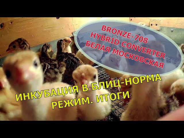 Таблица инкубации индюшиных яиц в инкубаторе блиц норма 72 - информация ...