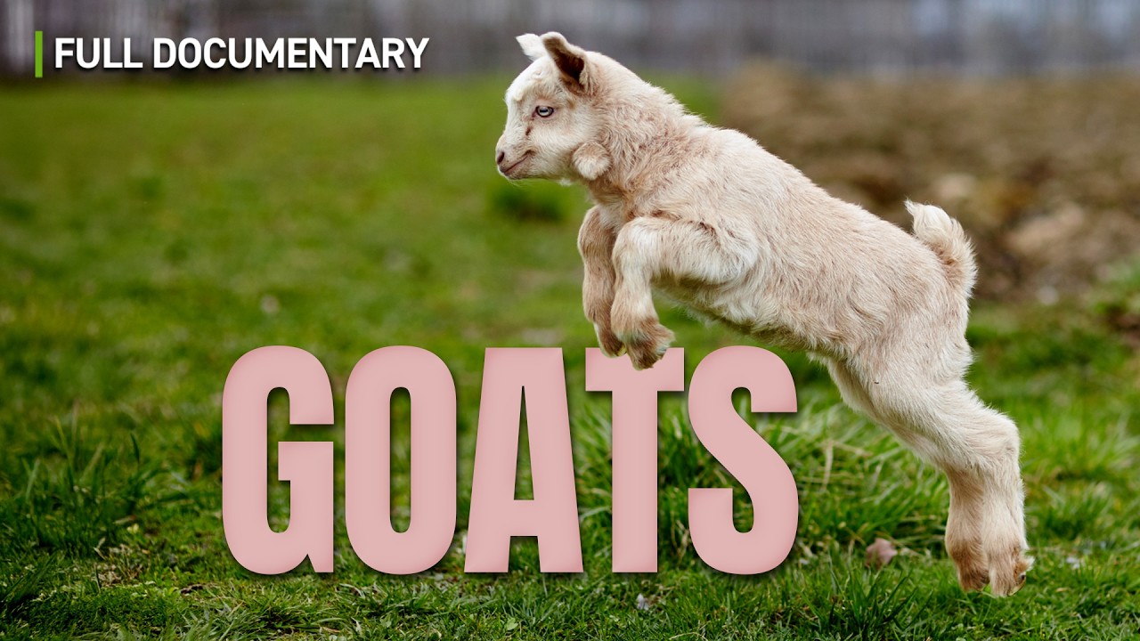Smart as a Goat: How Goats Took Over Social Media | Full Nature Documentary