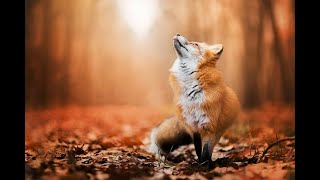 The Secret Life of Red Foxes