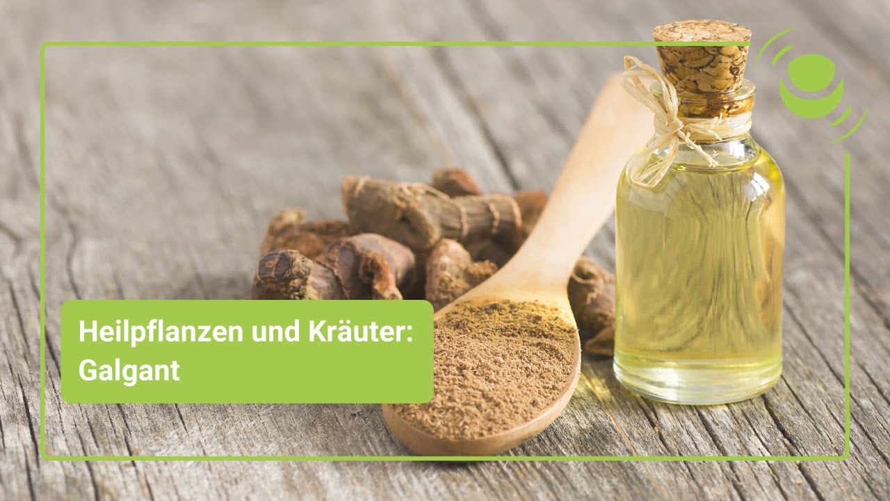 Galgant – Alles, was Du über seine Wirkung wissen solltest. - YouTube