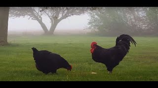 Black Giant Chickens
