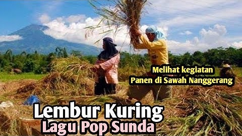 LEMBUR KURING - Lagu Pop Sunda sambil melihat PANEN PADI di Sawah Nanggerang Desa Pabuaran
