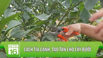 Cách tỉa cành, tạo tán cho cây bưởi | Làm nông đúng cách | VTC16