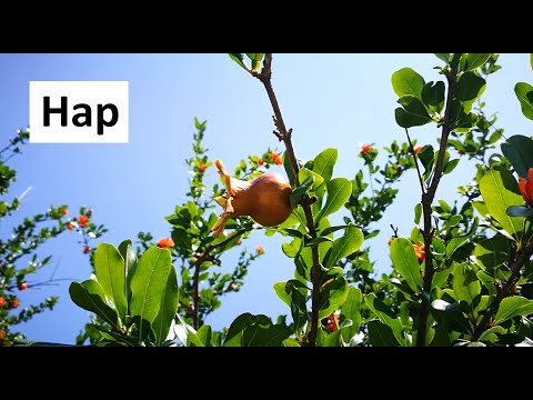 Видео: Върбовидна върба (22 снимки): описание на върбова кошница, листа от дървета. Как да засаждаме верболоза и как да се грижим за нея?