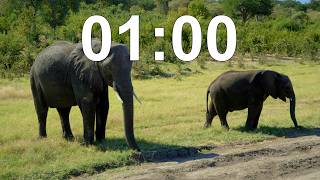 1 Minute Timer | Elephants In Africa