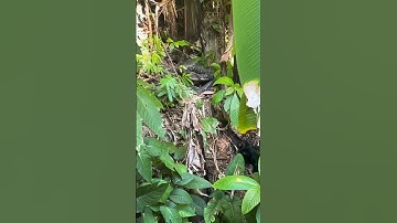 Dog Attacks a Python Snake – Shocking Wildlife Moment #snakevideo #naturelovers #python #dog