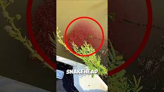 Download Lagu Snakehead Babies: The Most Dangerous Baby Fish in the Water 😱🐟 MP3