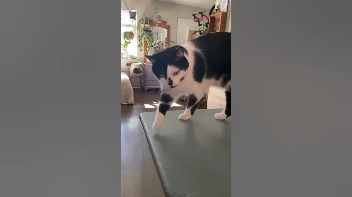 Video 4112281: wild savannah cat serval, african serval savannah cat, serval cat pet, serval house cat wild, pet european wild cat, european wild cat chinese