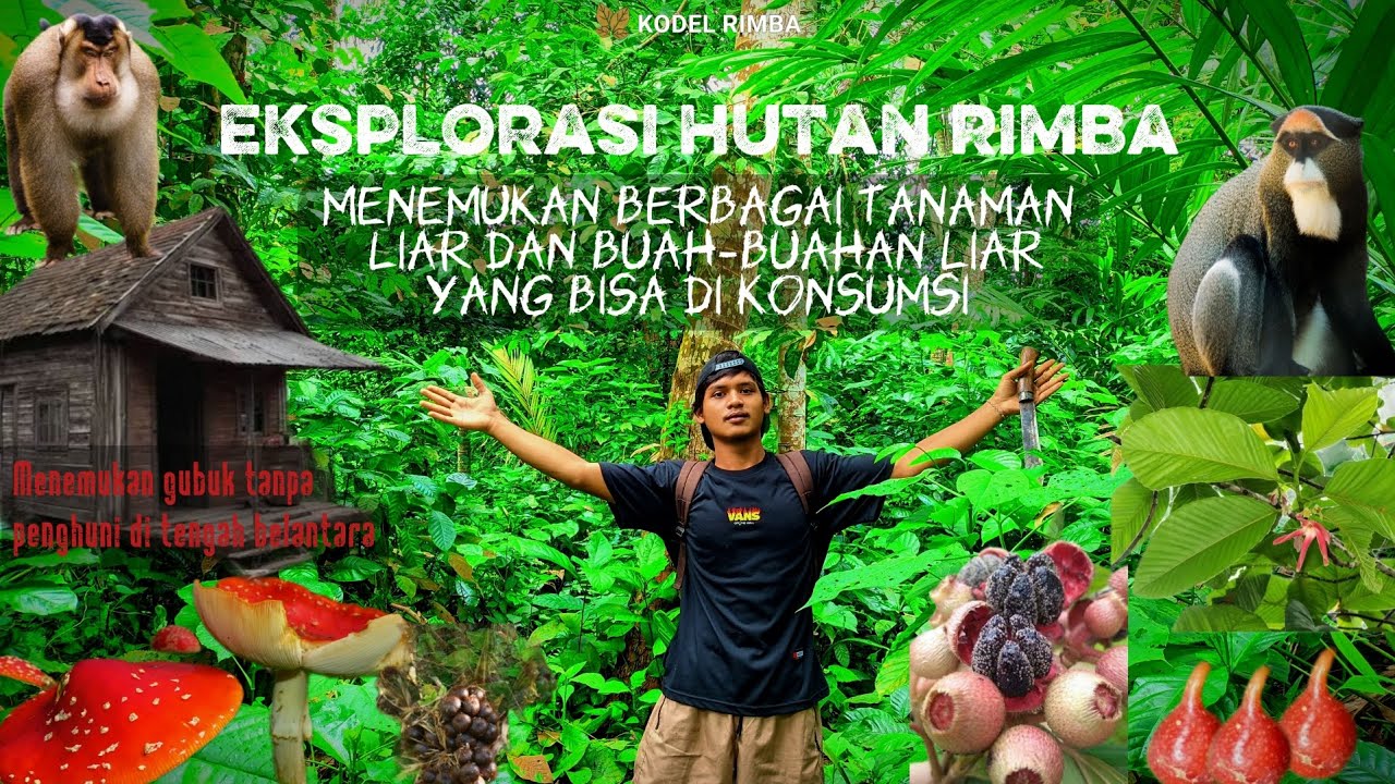 Eksplorasi Hutan Rimba|| Nemu Buah Unik, Kehujanan, & Menemukan Gubuk Misterius@KodelRimba 